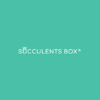 Succulents Box